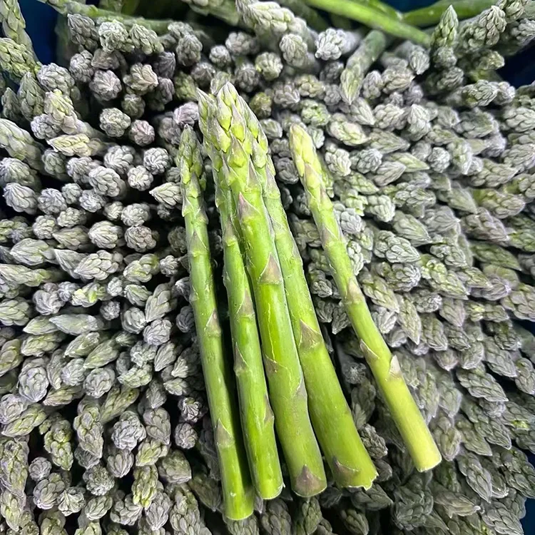 நிலையான உணவு சேவை மற்றும் மூலப்பொருள் விநியோகத்திற்காக தேர்ந்தெடுக்கப்பட்ட உறைந்த பச்சை அஸ்பாரகஸ்