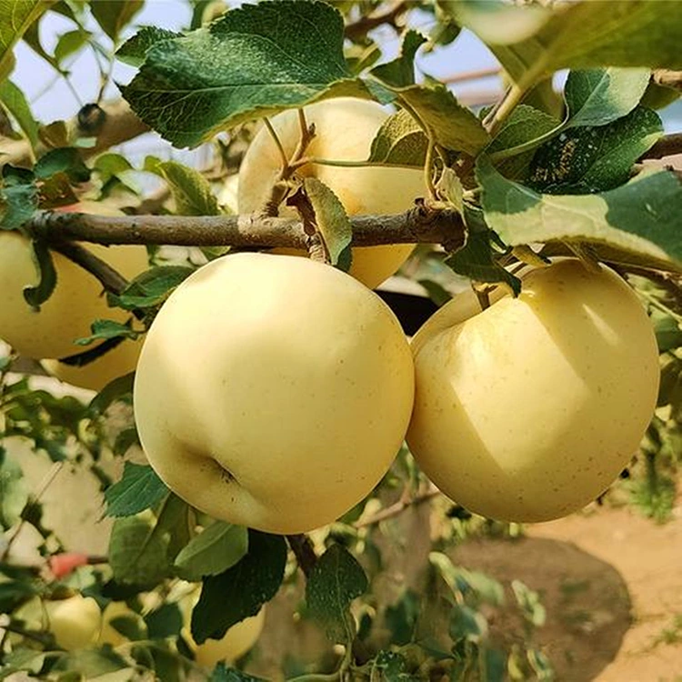 புதிய தங்க சுவையான ஆப்பிள்கள்