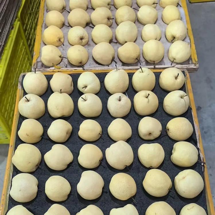 புதிதாக தேர்ந்தெடுக்கப்பட்ட காங் பேரிக்காய்