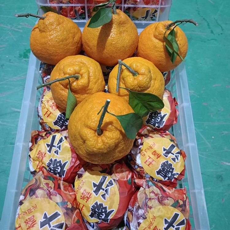 புதிய ஷிரானுய் மாண்டரின்