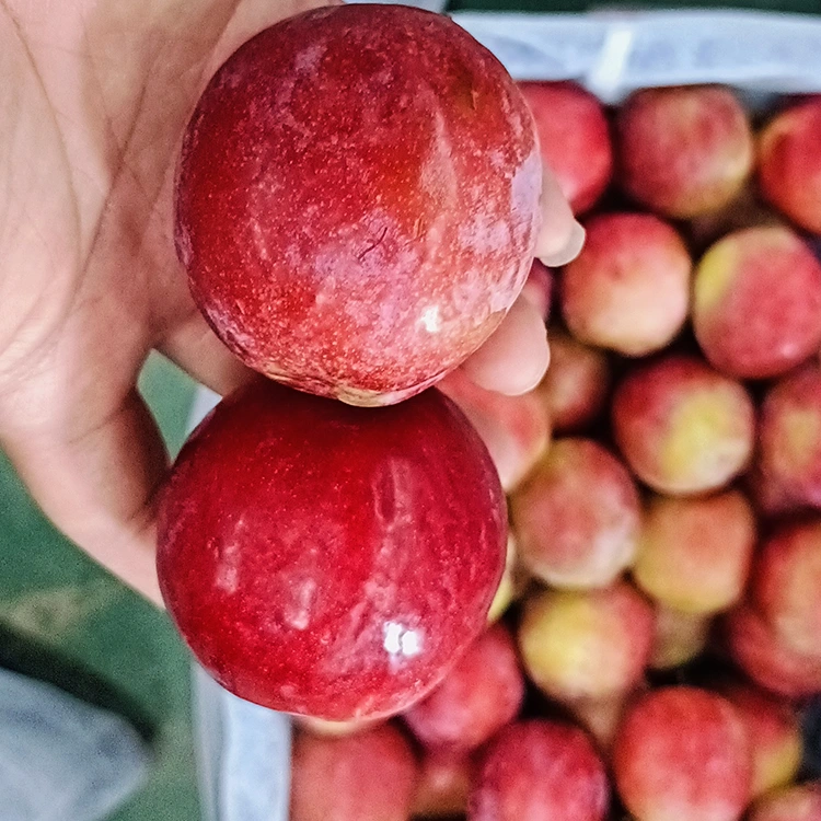 புதிய இனிப்பு சிவப்பு மெய்யி பிளம்