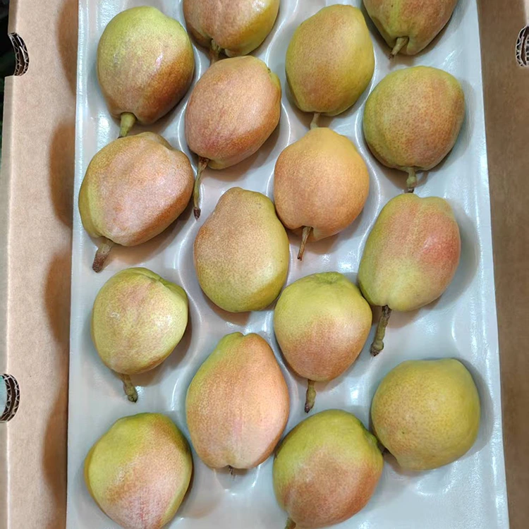 Export Grade Fragrant Pears