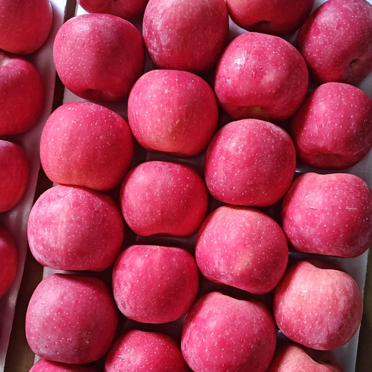 Premium Fresh Fuji Apples