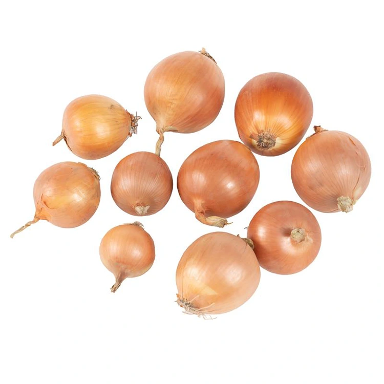 பிரீமியம் புதிய மஞ்சள் வெங்காயம்
