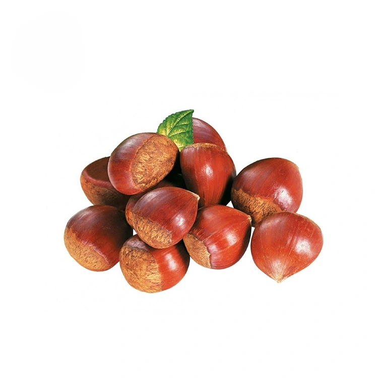 பிரீமியம் தரமான கஷ்கொட்டைகள்
